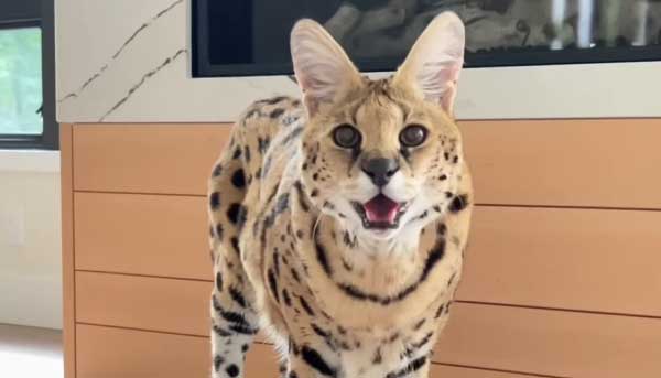 Are Serval Cats Legal in California