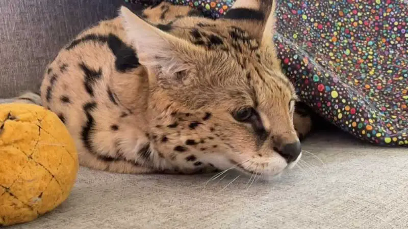 Are Serval Cats Legal in California: Do You Need Any Permit?
