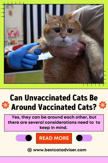Can Unvaccinated Cats Be Around Vaccinated Cats