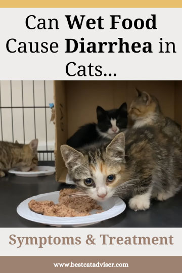 Can Wet Food Cause Diarrhea in Cats