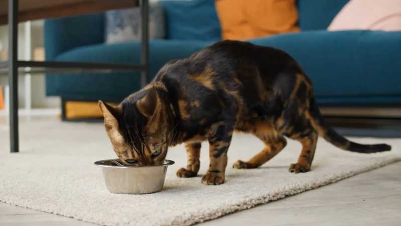 Can-Wet-Food-Cause-Diarrhea-in-Cats