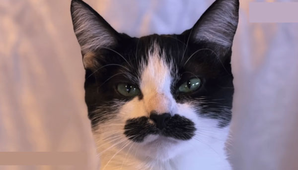 Caring for Mustached Cats
