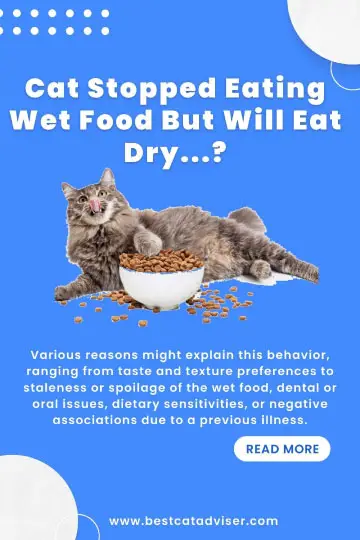 Cat Stopped Eating Wet Food But Will Eat Dry