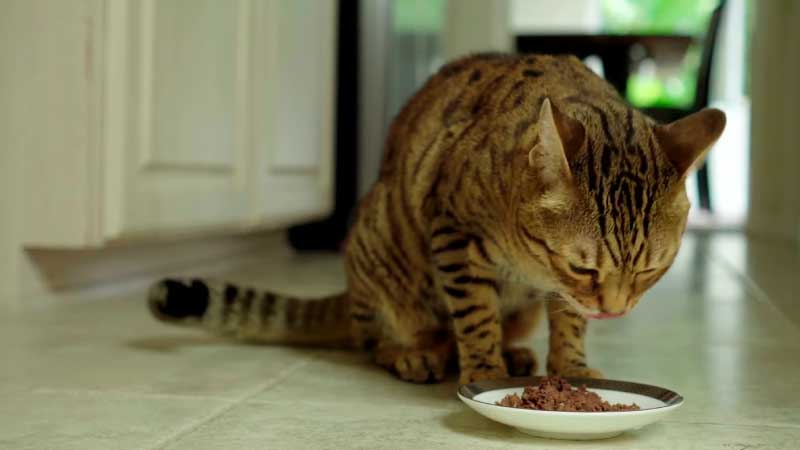 Cat Stopped Eating Wet Food But Will Eat Dry: Reasons and Solutions