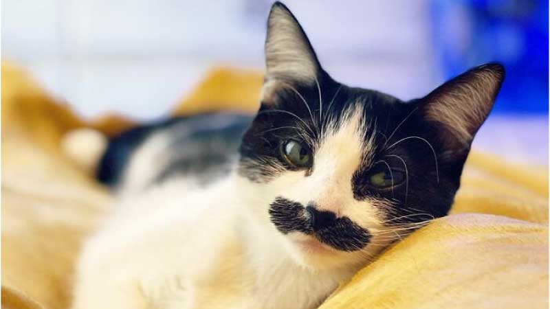 Cats with Mustaches