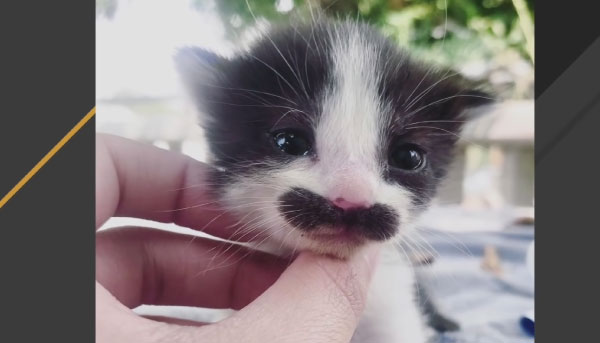 Famous Cats with Mustaches Breed