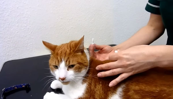 First Aid and Immediate Response After Accidentally Gave Cat Double Dose of Flea Medicine