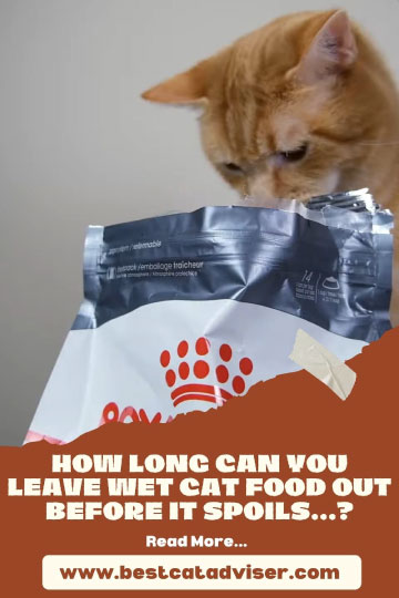 How Long Can You Leave Wet Cat Food Out Before It Spoils