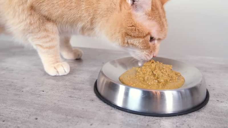 How Long Can You Leave Wet Cat Food Out Before It Spoils