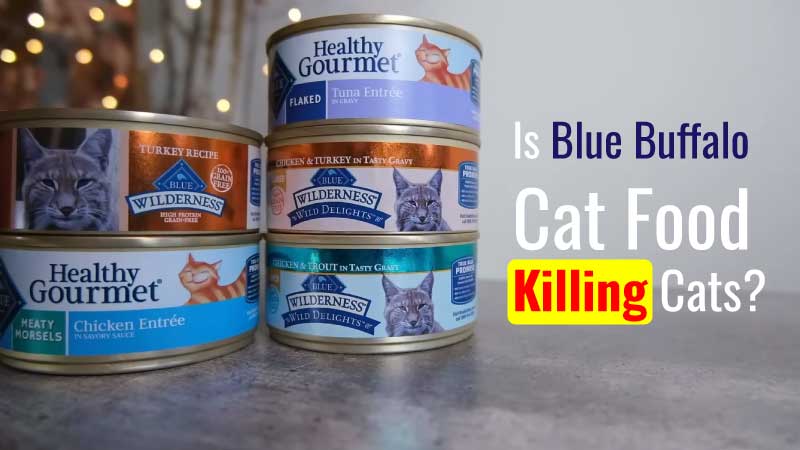 Is Blue Buffalo Cat Food Killing Cats? Should I Switch?