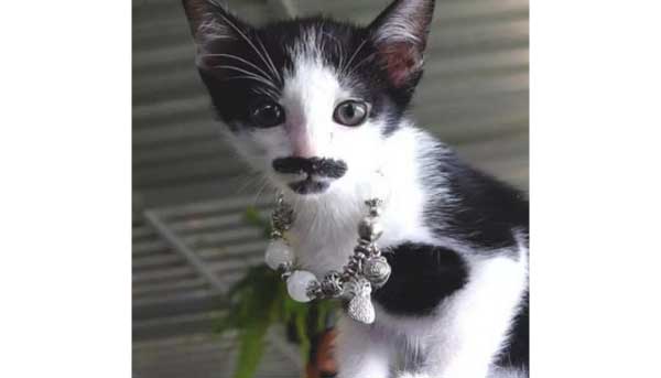Movember? I rock this look all year