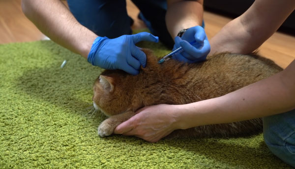 Can Unvaccinated Cats Be Around Vaccinated Cats? The Risks Associated with Unvaccinated Cats