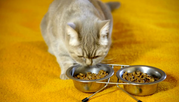 Understand the Cat Dietary Preferences