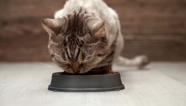 How to Get Finicky Cat to Eat Wet Food