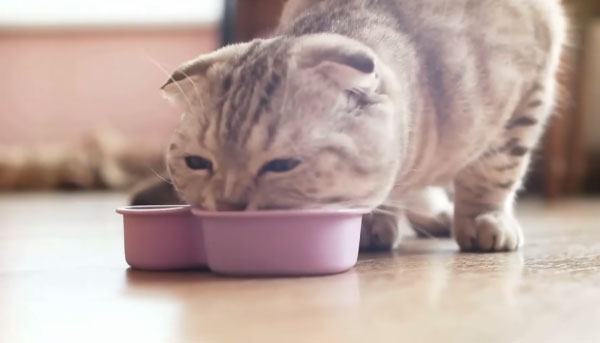 Why Might Wet Cat Food Cause Diarrhea