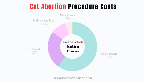 Entire Cat Abortion Procedure Cost Breakdown