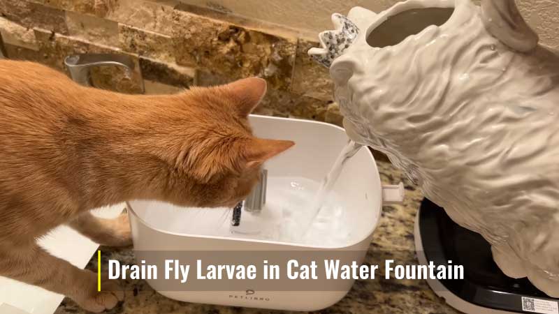 Drain Fly Larvae in Cat Water Fountain