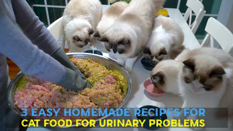 Homemade Cat Food for Urinary Problems: 3 Easy Recipes