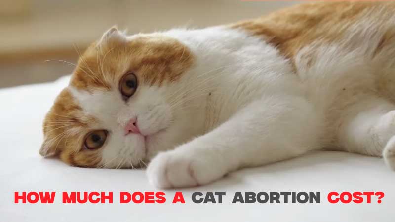 How Much Does a Cat Abortion Cost