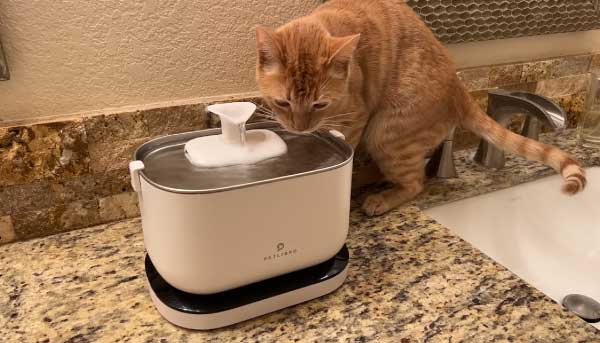 Drain Fly Larvae in Cat Water Fountain: Prevention and Treatment