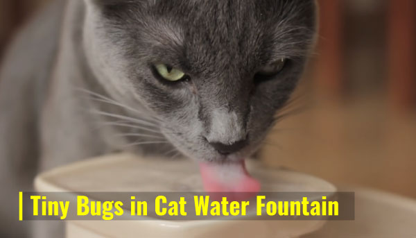 Tiny Bugs in Cat Water Fountain: Are they Harmful?