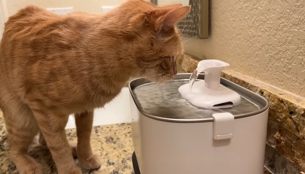 Why Cat Water Fountains Are Prone to Drain Fly Infestations?
