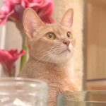 Abyssinian Cat Breed Information [Things to Know Before Adopting]