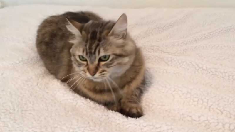 American Bobtail Cat Breed Information [Things to Know Before Adopting]