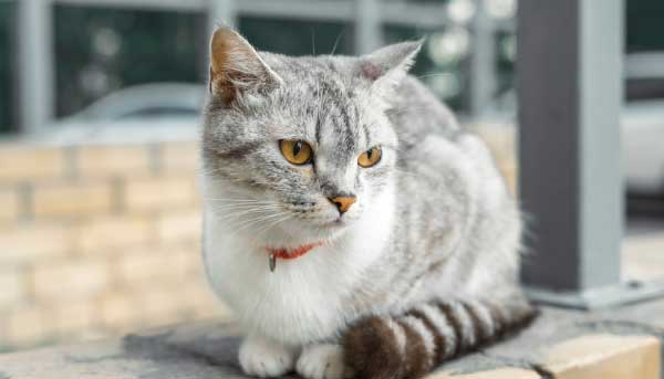 American Wirehair Cat Breed Characteristics