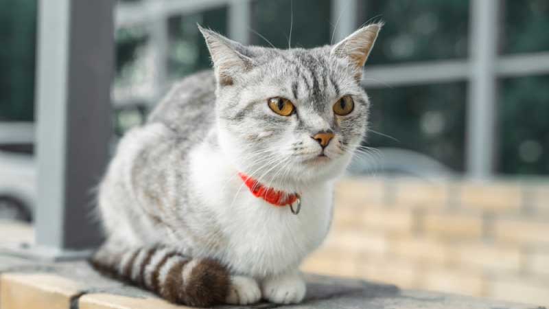 American Wirehair Cat Breed Information