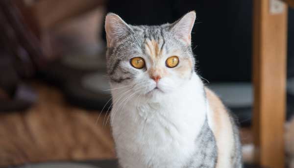 American Wirehair Cat Personality