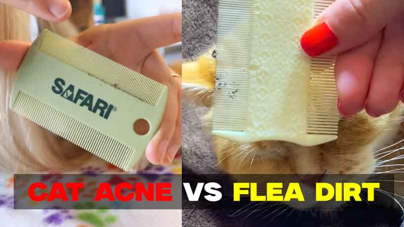 Cat Acne vs Flea Dirt