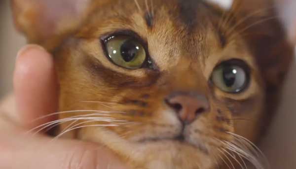 How to Care for the Abyssinian Cat Breed