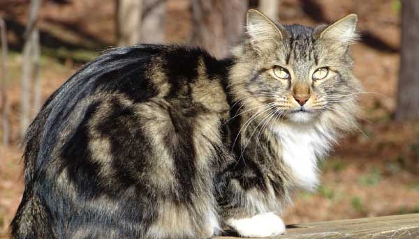 How to Care for the American Bobtail Breed