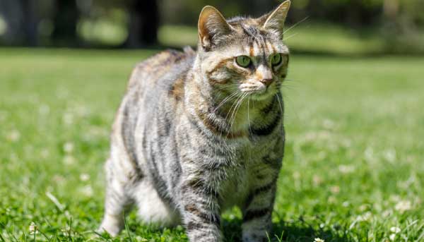 Personality of the American Bobtail Breed