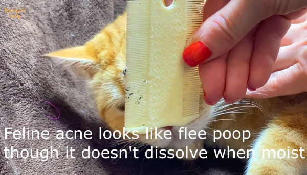 What is Cat Acne?