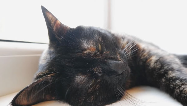 Why Your Cat Leaves Brown Spots on the Bed