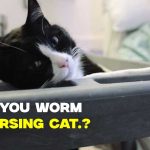 Can You Worm a Nursing Cat: Types, Symptoms, and Safety