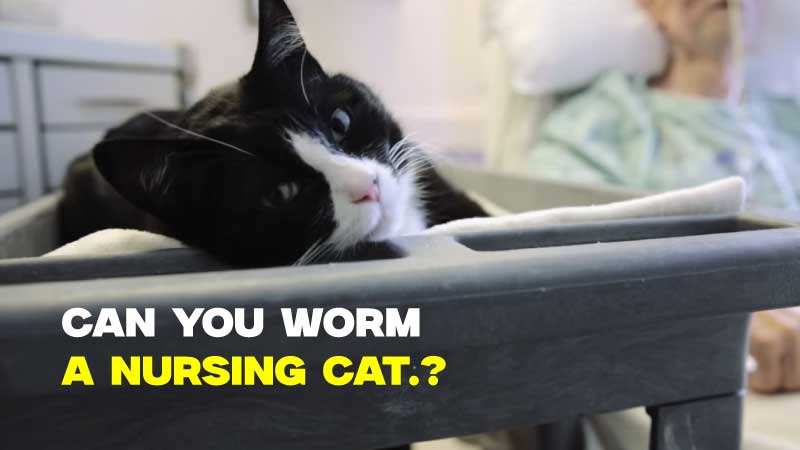 Can You Worm a Nursing Cat