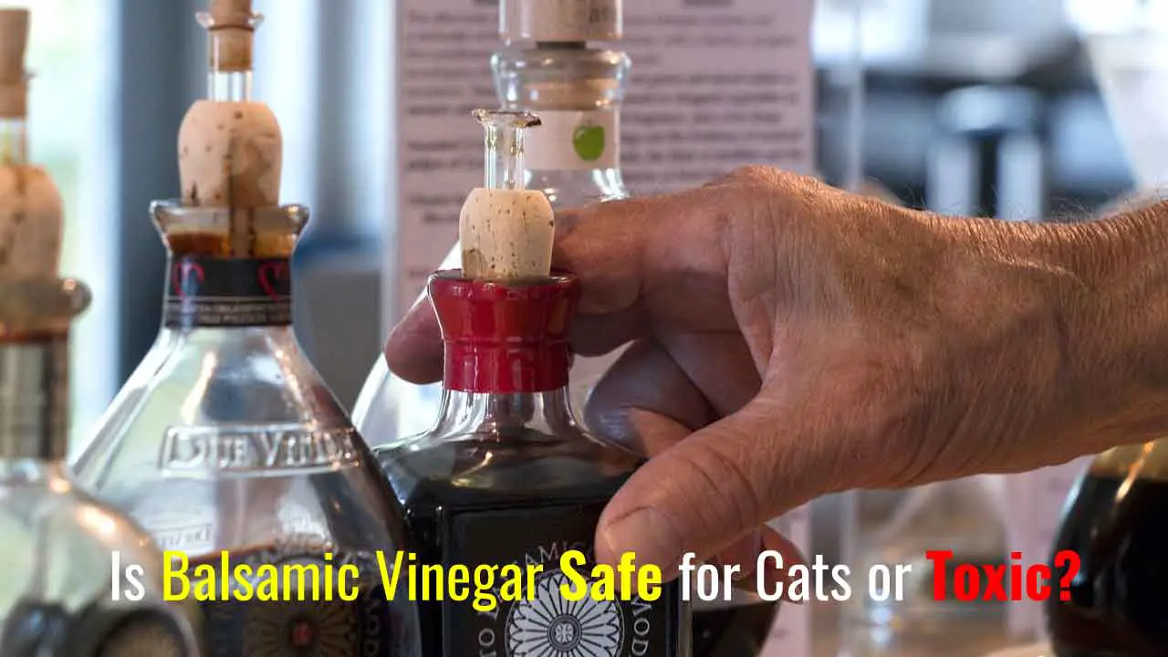 Is Balsamic Vinegar Safe for Cats or Toxic?