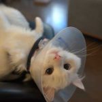 Vet Didn’t Give Cone After Neutering Cat: Cone Risks vs Benefits