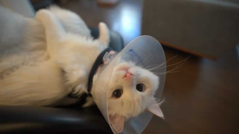 Vet Didn’t Give Cone After Neutering Cat