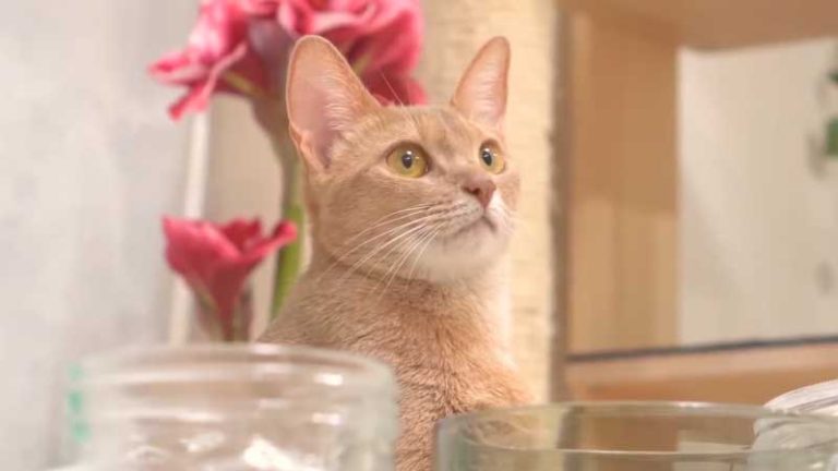 Abyssinian Cat