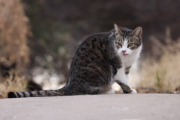 American Wirehair Ca