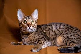 Are Serval Cats Legal in California