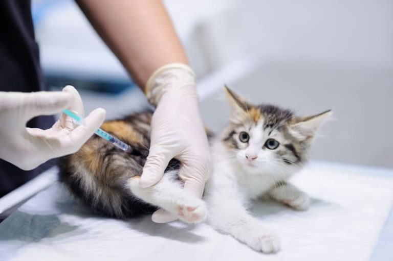 Can Unvaccinated Cats Be Around Vaccinated Cats? Know the Risks