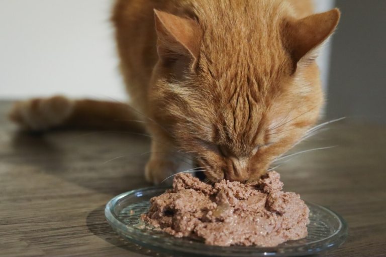 Can Wet Food Cause Diarrhea in Cats