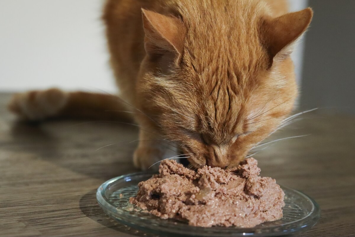 Can Wet Food Cause Diarrhea in Cats