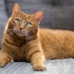 Accidentally Gave Cat Double Dose of Flea Medicine: Steps You Should take Next