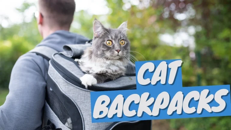 Best Cat Backpacks